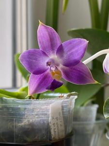 <i>Phalaenopsis</i> Norman's Blue Dragon