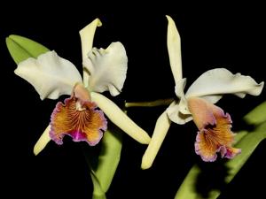 <i>Cattleya</i> Marilyn Lew
