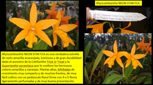 Rhyncattleanthe Neon Star FCA