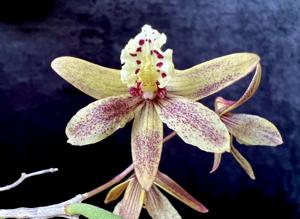 <i>Dendrobium</i> Dunnlee