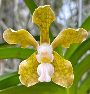 <i>Vanda</i> Allison Craig Scanlan