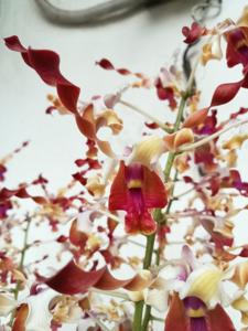 Dendrobium Tute Beauty