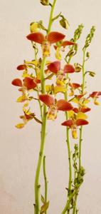 Eulophia Memoria Bill Mincher