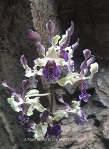 Dendrobium Shalahuddin