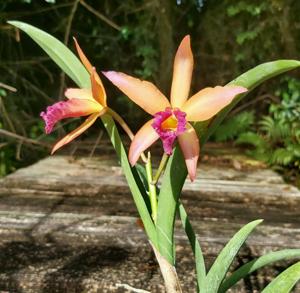 Cahuzacara Florida Outbreak