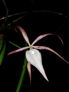 <i>Brassocattleya</i> Mem. Frida García Recinos
