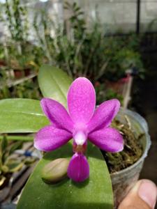 <i>Phalaenopsis</i> Gadis Blitar