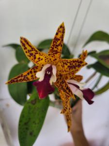 <i>Cattlianthe</i> Wassana Elegente