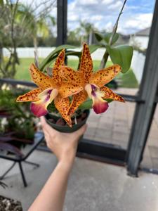 Cattlianthe Wassana Elegente