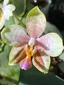 Phalaenopsis Danie Olson
