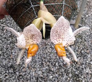 <i>Stanhopea</i> Taqui