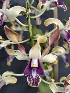Dendrobium Andriana Evi