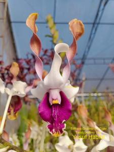 Dendrobium Andriana Evi