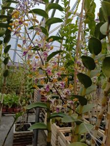Dendrobium Andriana Evi