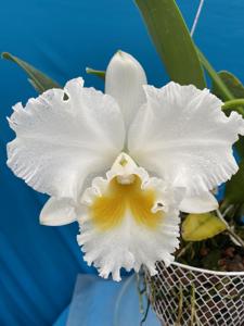 Rhyncholaeliocattleya Hallelujah Hawaii