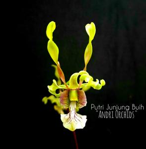 <i>Dendrobium</i> Putri Junjung Buih