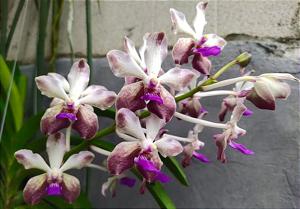 <i>Vandachostylis</i> Emilie Tong