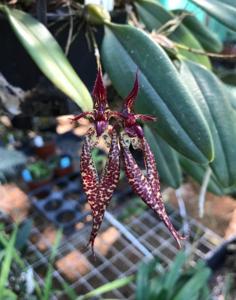 <i>Bulbophyllum</i> Lilliana