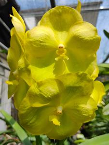 <i>Vanda</i> Sitthiporn Yellow
