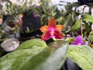 <i>Phalaenopsis</i> Dragon Flame