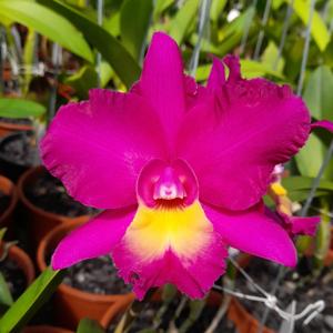 Rhyncholaeliocattleya Memoria Bellamira Varela