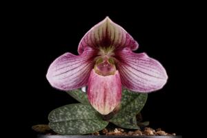 Paphiopedilum Haiphong Baby