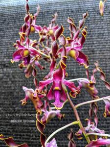 <i>Dendrobium</i> Dr Ririe Rengganis