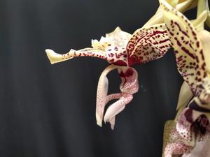 Stanhopea Memoria Gerardo Sandi