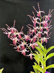 <i>Dendrobium</i> Magenta's Twister