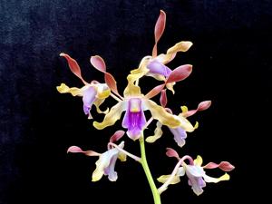 <i>Dendrobium</i> Magenta's Golden Sunset