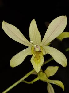 <i>Dendrobium</i> Damai Kiesa A A
