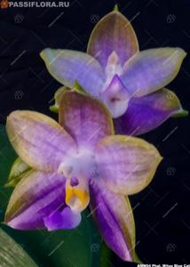 <i>Phalaenopsis</i> Mituo Blue Cat