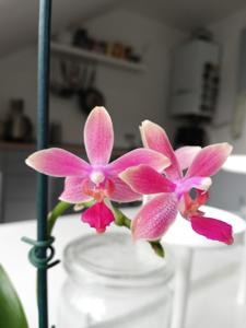 Phalaenopsis Gabriele Lukassen