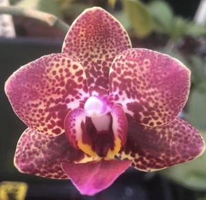 <i>Phalaenopsis</i> Frog Hollow Sprinkles