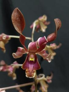 <i>Dendrobium</i> Tanduk Mulia