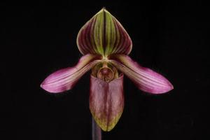 Paphiopedilum Laos Lady Clair