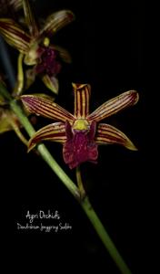 <i>Dendrobium</i> Jonggring Saloko