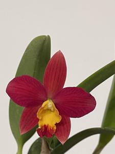 Cattleya Exotic Fireworks