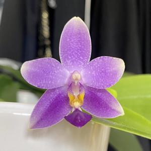 <i>Phalaenopsis</i> Hsinying Blueberry