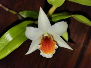 <i>Dendrobium</i> Quintals Judith