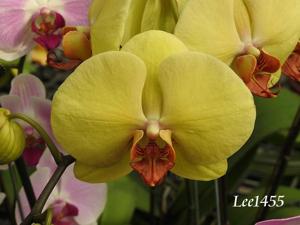 <i>Phalaenopsis</i> Charming Fullmoon Yellow