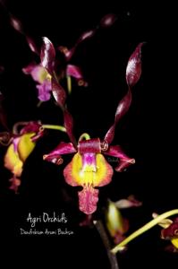 Dendrobium Arumi Bachsin