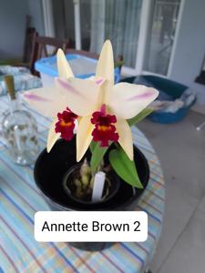 <i>Laeliocatanthe</i> Annette Brown