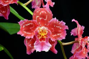 <i>Oncidium</i> Charlotte