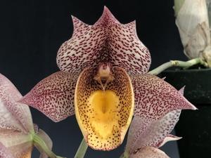 Catasetum Ana Cristina