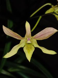 <i>Dendrobium</i> Sekar Kinasih