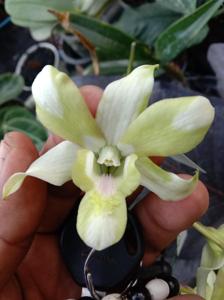 <i>Dendrobium</i> Melukis Senja RanuPani