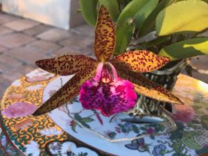 Brassocatanthe John and Connie Palino