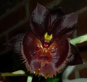 Catasetum Chocolate Cherry Fudge