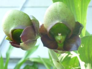 Catasetum Chocolate Cherry Fudge